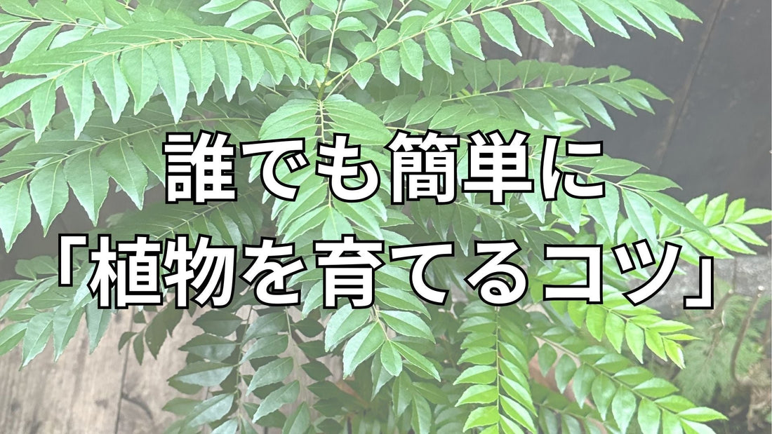 誰でも簡単に「植物を育てるコツ」がわかったのでシェアします